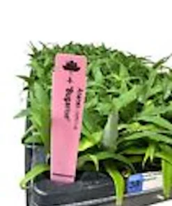 3 Kona Sugarloaf Pineapple Starter Plants - Edible Fruit Bush - Live Tropical Fruit Plant - Image 3