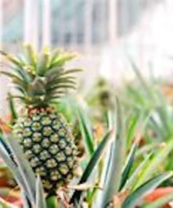 3 Kona Sugarloaf Pineapple Starter Plants - Edible Fruit Bush - Live Tropical Fruit Plant - Image 4