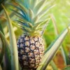3 Kona Sugarloaf Pineapple Starter Plants - Edible Fruit Bush - Live Tropical Fruit Plant - Image 1