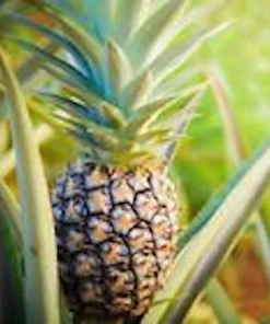 3 Kona Sugarloaf Pineapple Starter Plants - Edible Fruit Bush - Live Tropical Fruit Plant - Image 1