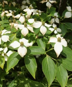 3 Kousa Dogwood Live Plants, Cornus kousa, 12-24in Tall, Quart Pot, Bare Root - Image 3