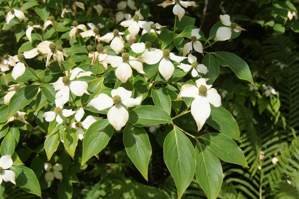 3 Kousa Dogwood Live Plants, Cornus kousa, 12-24in Tall, Quart Pot, Bare Root - Image 3