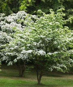 3 Kousa Dogwood Live Plants, Cornus kousa, 12-24in Tall, Quart Pot, Bare Root - Image 4