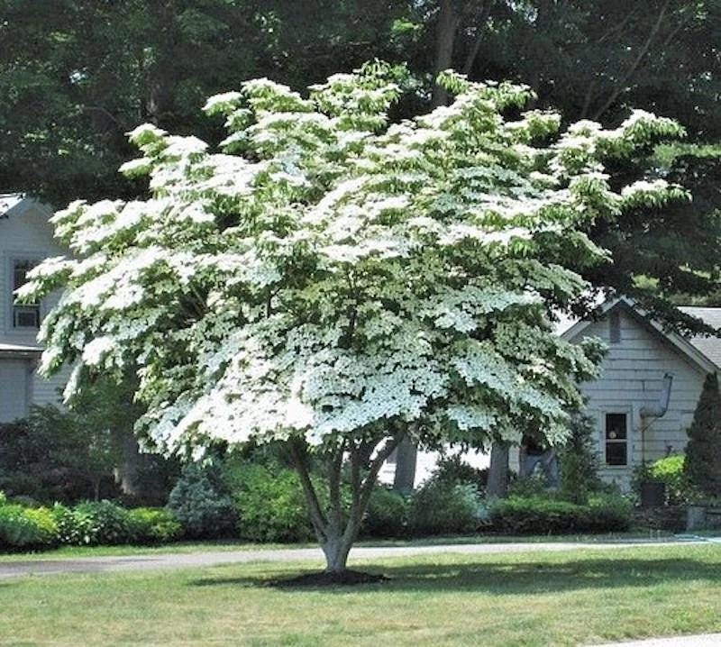 3 Kousa Dogwood Live Plants, Cornus kousa, 12-24in Tall, Quart Pot, Bare Root - Image 5