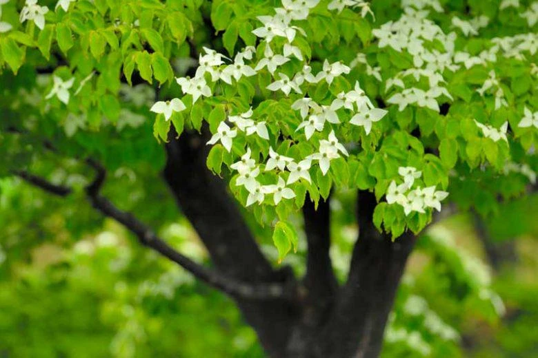 3 Kousa Dogwood Live Plants, Cornus kousa, 12-24in Tall, Quart Pot, Bare Root - Image 6