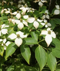 3 Kousa Dogwood Live Plants, Cornus kousa, 12-24in Tall, Quart Pot, Bare Root - Image 7