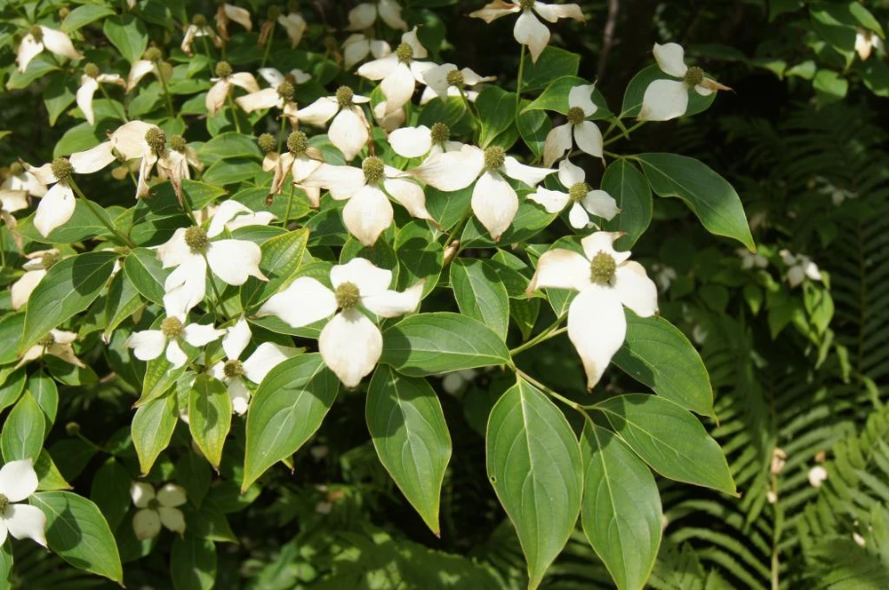 3 Kousa Dogwood Live Plants, Cornus kousa, 12-24in Tall, Quart Pot, Bare Root - Image 7