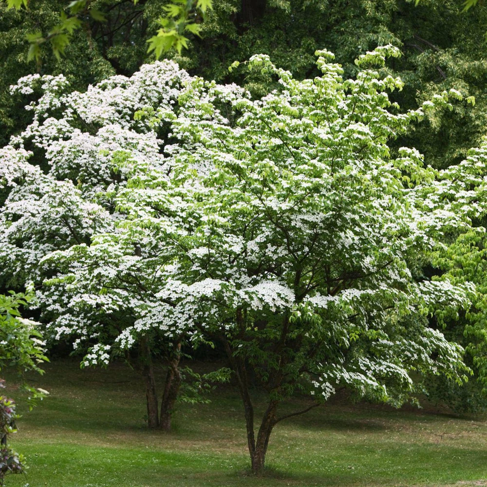3 Kousa Dogwood Live Plants, Cornus kousa, 12-24in Tall, Quart Pot, Bare Root - Image 8