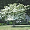 3 Kousa Dogwood Live Plants, Cornus kousa, 12-24in Tall, Quart Pot, Bare Root - Image 1