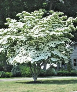 3 Kousa Dogwood Live Plants, Cornus kousa, 12-24in Tall, Quart Pot, Bare Root - Image 1