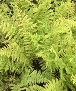 3 Lady Fern Bare Root Plants (Athyrium Filix-Femina) - Woodland Perennial - Image 3