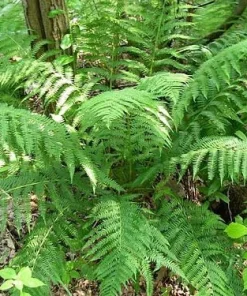 3 Lady Fern Bare Root Plants (Athyrium Filix-Femina) - Woodland Perennial - Image 4