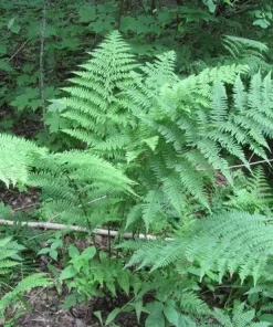 3 Lady Fern Bare Root Plants (Athyrium Filix-Femina) - Woodland Perennial - Image 5