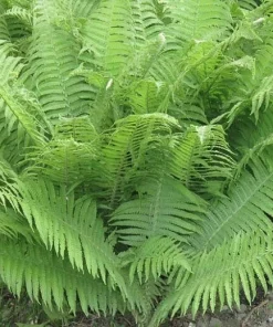 3 Lady Fern Bare Root Plants (Athyrium Filix-Femina) - Woodland Perennial - Image 8