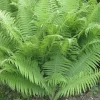 3 Lady Fern Bare Root Plants (Athyrium Filix-Femina) - Woodland Perennial - Image 1