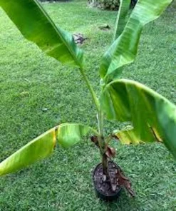 3 Lakatan Banana Starter Plug Musa acuminata - Sweet Dessert Banana Live Plant - Image 3
