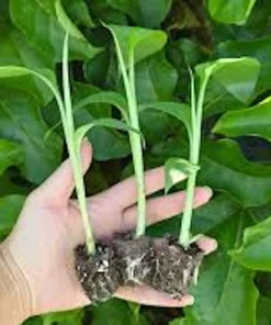 3 Lakatan Banana Starter Plug Musa acuminata - Sweet Dessert Banana Live Plant - Image 4