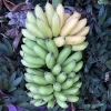 3 Lakatan Banana Starter Plug Musa acuminata - Sweet Dessert Banana Live Plant - Image 1