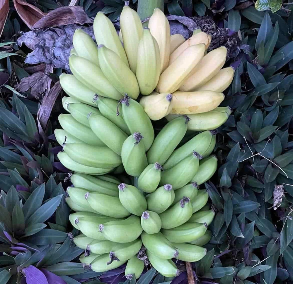 3 Lakatan Banana Starter Plug Musa acuminata - Sweet Dessert Banana Live Plant - Image 1