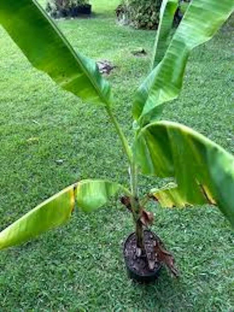 3 Lakatan Banana Starter Plug Musa acuminata - Sweet Dessert Banana Live Plant - Image 5