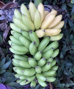 3 Lakatan Banana Starter Plug Musa acuminata - Sweet Dessert Banana Live Plant - Image 6