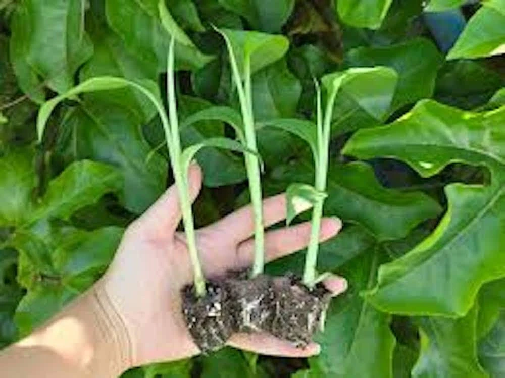 3 Lakatan Banana Starter Plug Musa acuminata - Sweet Dessert Banana Live Plant - Image 7