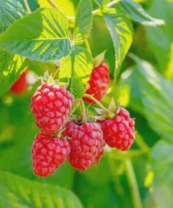 3 Latham Red Raspberry Starter Plug - Rubus idaeus - Cold Hardy Fruit Live Plant - Image 2