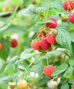 3 Latham Red Raspberry Starter Plug - Rubus idaeus - Cold Hardy Fruit Live Plant - Image 3