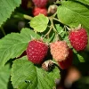 3 Latham Red Raspberry Starter Plug - Rubus idaeus - Cold Hardy Fruit Live Plant - Image 1