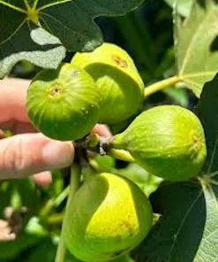 3 Lattarula Fig Starter Plugs - Italian Honey Ficus carica Live Plants - Image 2