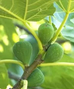 3 Lattarula Fig Starter Plugs - Italian Honey Ficus carica Live Plants - Image 7