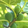 3 Lattarula Fig Starter Plugs - Italian Honey Ficus carica Live Plants - Image 1