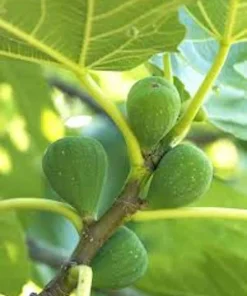 3 Lattarula Fig Starter Plugs - Italian Honey Ficus carica Live Plants - Image 1