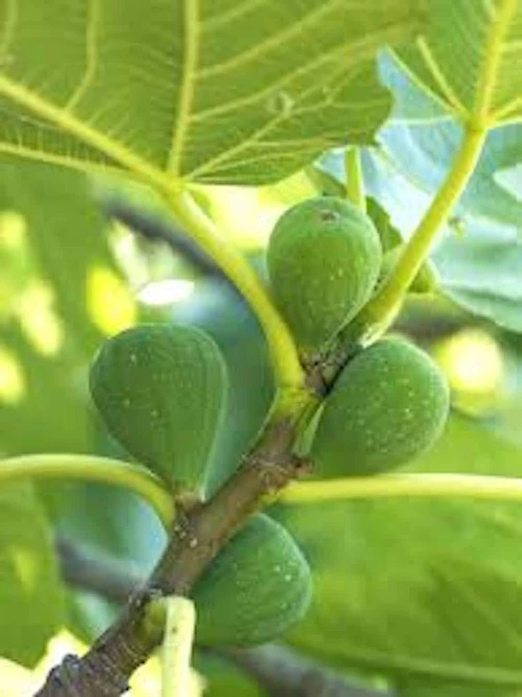 3 Lattarula Fig Starter Plugs - Italian Honey Ficus carica Live Plants - Image 1