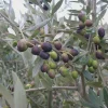 3 Leccino Olive Tree Starter Plugs - Olea europaea 'Leccino' Live Plant - Image 1