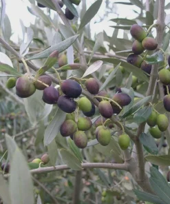 3 Leccino Olive Tree Starter Plugs - Olea europaea 'Leccino' Live Plant - Image 5