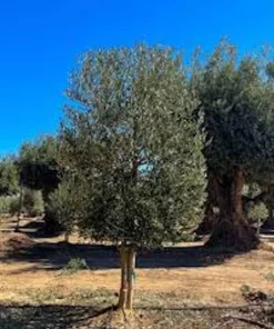 3 Leccino Olive Tree Starter Plugs - Olea europaea 'Leccino' Live Plant - Image 7