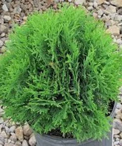 3 Little Giant Arborvitae Live Plants - Thuja occidentalis 'Little Giant' Bare Root Starters, Outdoor - Image 2