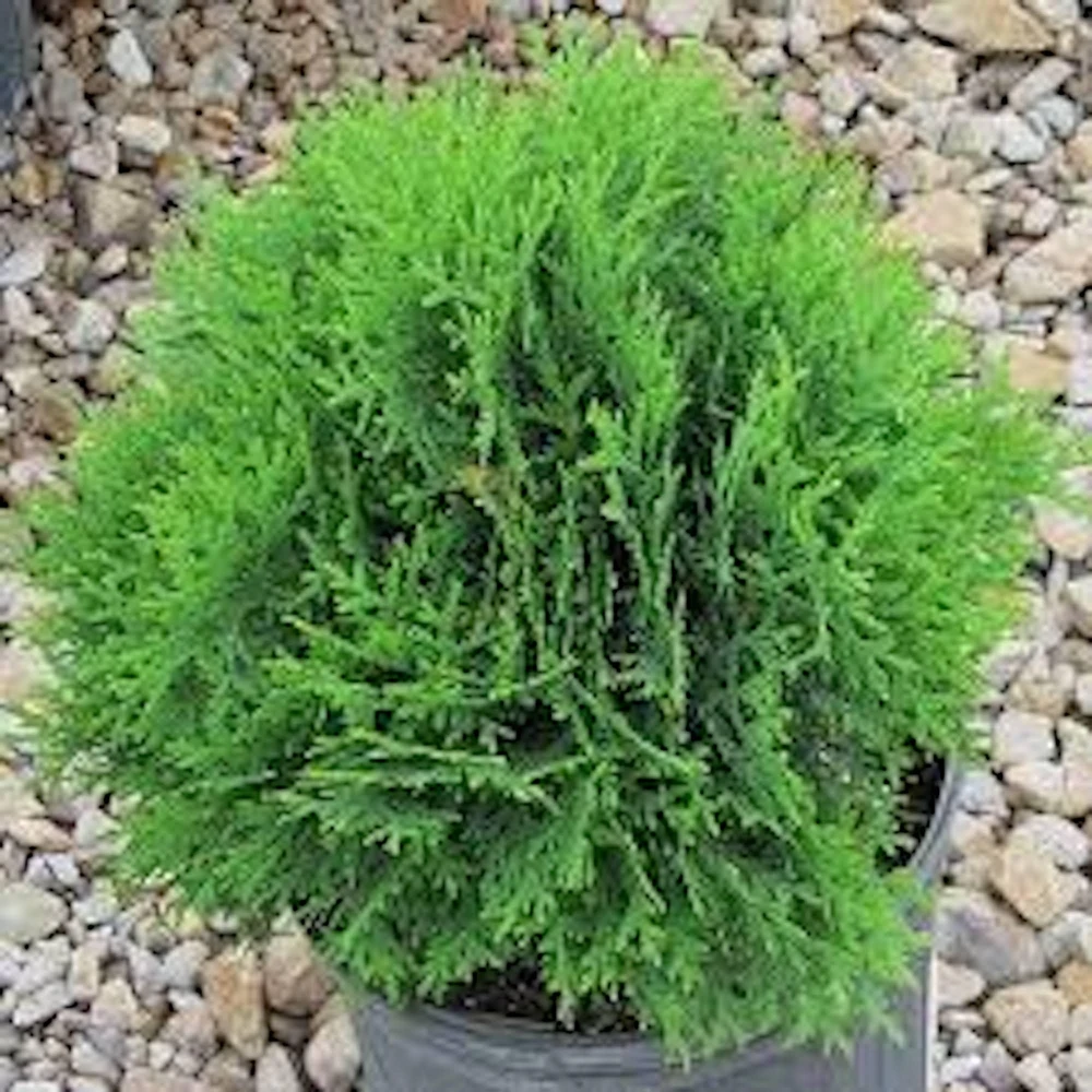 3 Little Giant Arborvitae Live Plants - Thuja occidentalis 'Little Giant' Bare Root Starters, Outdoor - Image 2