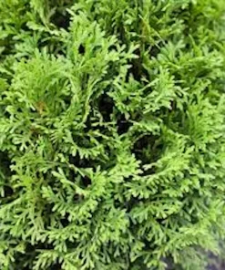 3 Little Giant Arborvitae Live Plants - Thuja occidentalis 'Little Giant' Bare Root Starters, Outdoor - Image 3