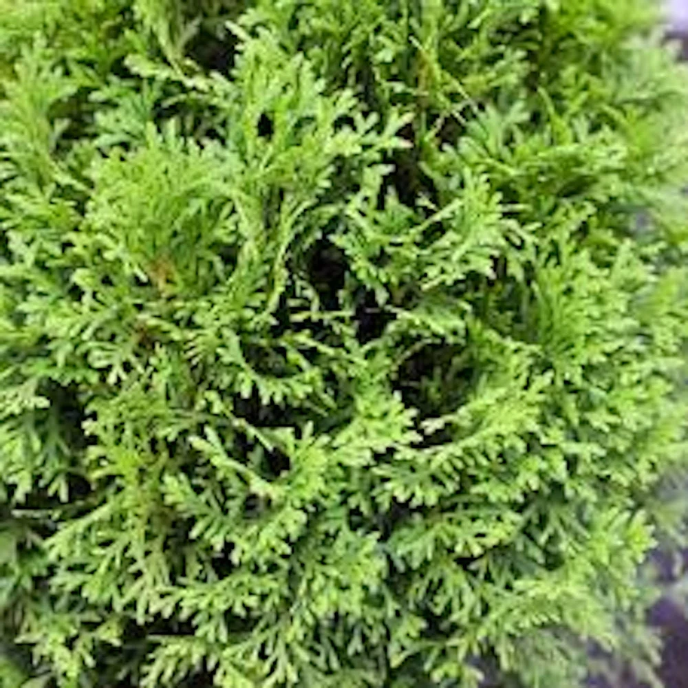 3 Little Giant Arborvitae Live Plants - Thuja occidentalis 'Little Giant' Bare Root Starters, Outdoor - Image 3