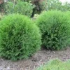 3 Little Giant Arborvitae Live Plants - Thuja occidentalis 'Little Giant' Bare Root Starters, Outdoor - Image 1