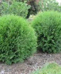 3 Little Giant Arborvitae Live Plants - Thuja occidentalis 'Little Giant' Bare Root Starters, Outdoor - Image 1