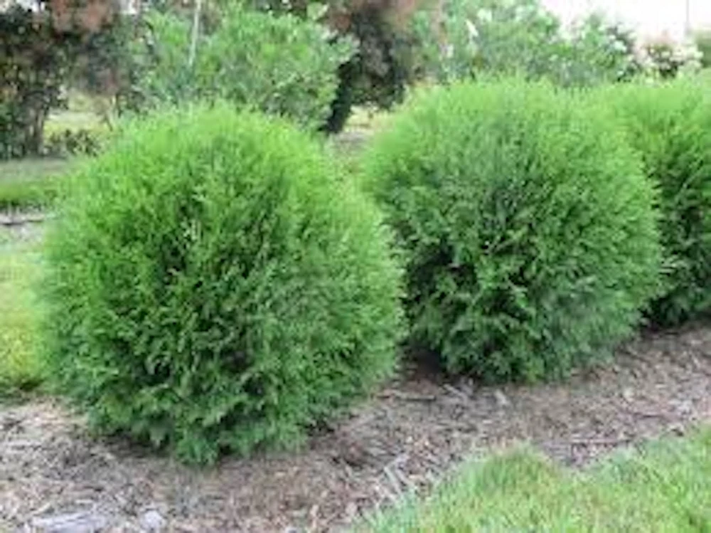 3 Little Giant Arborvitae Live Plants - Thuja occidentalis 'Little Giant' Bare Root Starters, Outdoor - Image 1