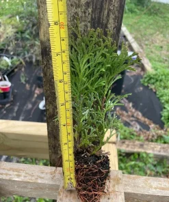 3 Little Giant Arborvitae Live Plants - Thuja occidentalis 'Little Giant' Bare Root Starters, Outdoor - Image 4