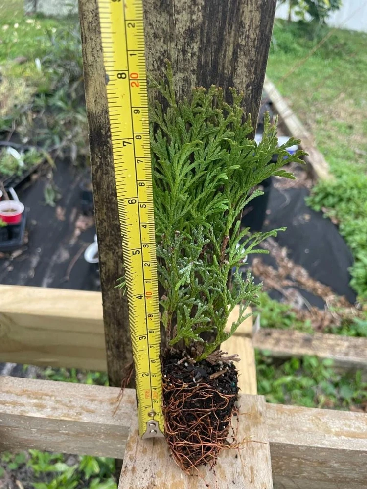 3 Little Giant Arborvitae Live Plants - Thuja occidentalis 'Little Giant' Bare Root Starters, Outdoor - Image 4