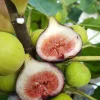 3 Magnolia Fig Starter Plug - Ficus carica 'Magnolia' Live Plant - Image 1