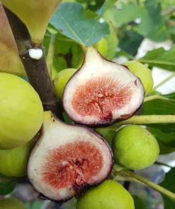 3 Magnolia Fig Starter Plug - Ficus carica 'Magnolia' Live Plant - Image 1