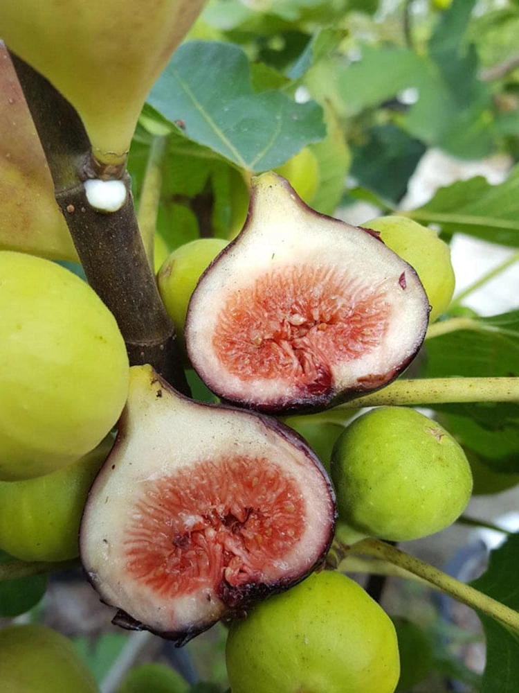 3 Magnolia Fig Starter Plug - Ficus carica 'Magnolia' Live Plant - Image 1