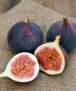 3 Magnolia Fig Starter Plug - Ficus carica 'Magnolia' Live Plant - Image 2